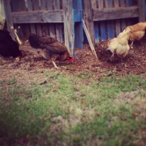Chickens looking for bugs
