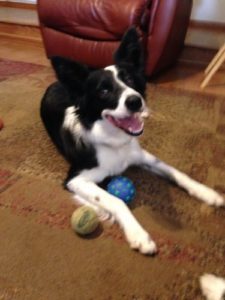 A Border Collie with balls