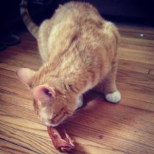A cat with a pig ear from Jones