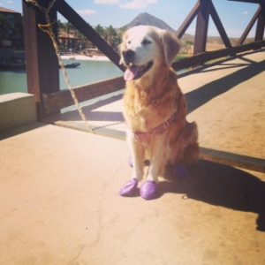 Sugar the Golden Retriever - saying goodbye to friends is the hardest thing