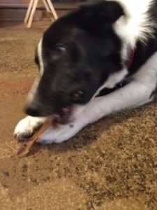 Nomming a Pig Ear