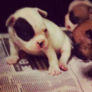 French Bulldog pup at four weeks