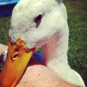 Loving duck