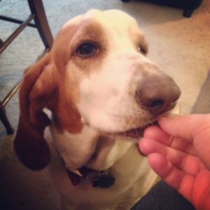 Elvis the Basset tries Beef Liver Taffy