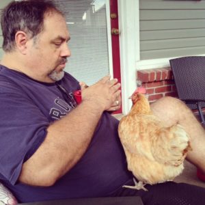 Buff Orpington mix chicken begging for food