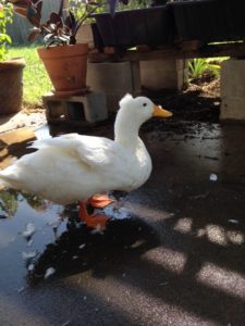 A happy duck