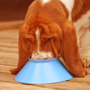 Basset keeps its ears dry with the Poochie Bowl