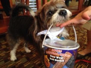 Terrier mix with a bucket o'treats