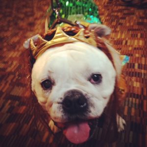 Pudgy the costumed Bulldog