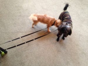 Dogs on a SnapLeash