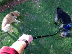 Two little dogs on one SnapLeash