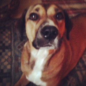 Mercy the Black Cur mix
