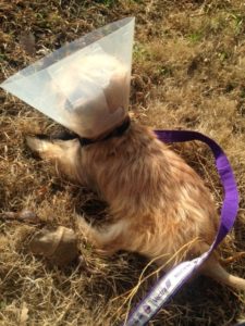 Soaking up sunshine is better with a cone
