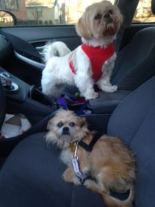 Shih Tzu and Brussels Griffon in a Prius