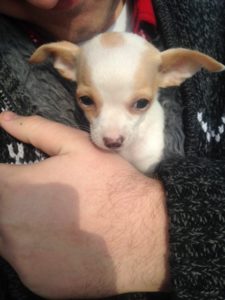 Cute baby Chihuahua