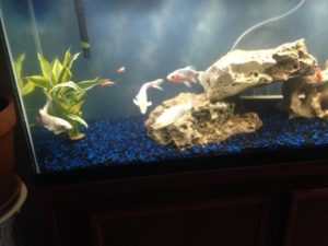 Koi in a fish tank