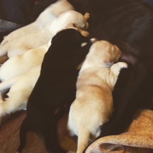 Nursing puppies