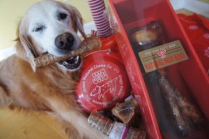 Sugar the Golden is in treat heaven! Do you know how much to give your dog when it comes to treats?