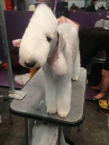 Bedlington Terrier on the grooming table = National Dog Day