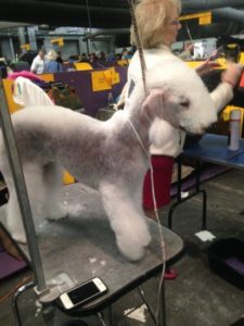 Bedlington Terrier being groomed at Westminster