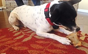 Rat Terrier focuses on a bone from Jones Natural Chews
