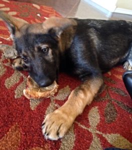 German Shepherd pup loves her Jones bone