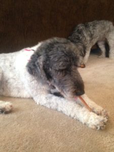 Daintily chewing a Steer Stick from Jones Natural Chews