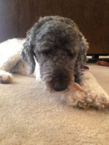 Mia Poodle endorses the Steer Stick from Jones Natural Chews