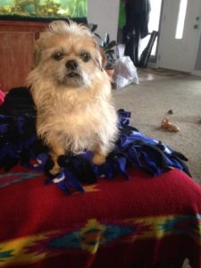 Brussels Griffon mix for adoption