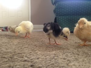 Cute chicks on the carpet