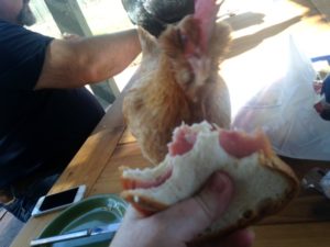 Fowl bird ate my sandwich!