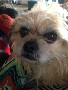 This Brussels Griffon mix is now part of our dog family!