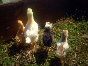 Free range chicks - come check out the funny videos on today's post!