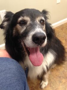 Pacing and panting just he night before, my senior Aussie is at the vet