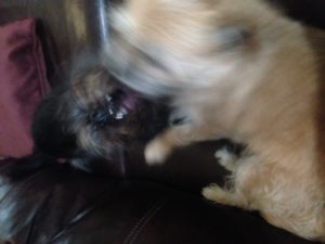 Silent dog fight on the couch