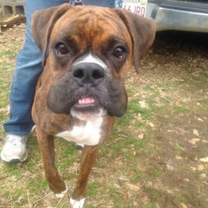 Is the Boxer the right breed for you?