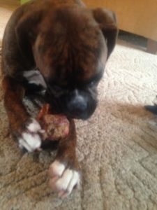 Boxer loves his Top Crest Bone