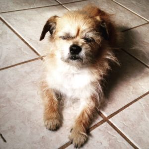 Asking for advice for my little dogs www.dogtreatweb.com
