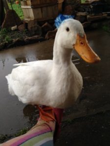 Blue duck - what do ducks do without feet?