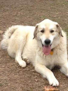 Great Pyr with a bone from Jones Natural Chews - National Dog Day