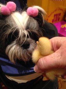 Face to face, Shih Tzu and duckling