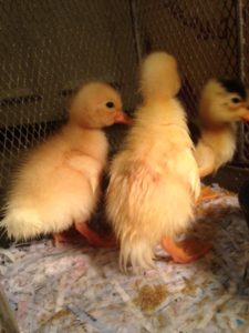 Huey, Dewey and Louie, ducklings at BlogPaws in Nashville
