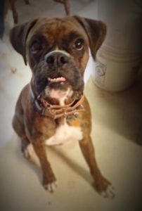 Boxer sits for a Jones Natural Chew