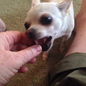 Tiny Chihuahua takes a bit of Rocky's Roller