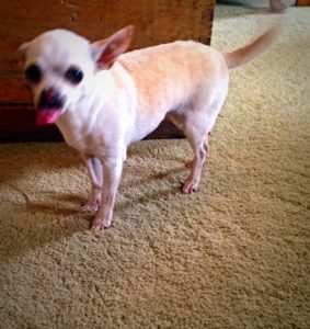 Chihuahua with her tongue out