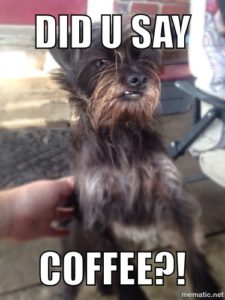 Coffee dog meme