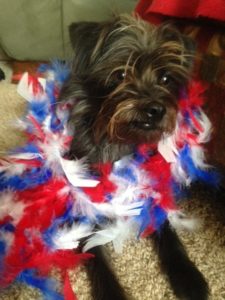 Happy Independence Day! All American Dogs