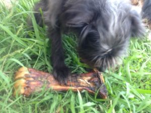 Gnawing on a Beef Shank Bone