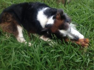 Silly dog chews off all the meat and leaves the bone