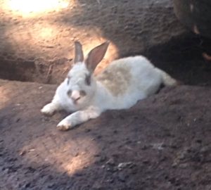 A cool New Zealand Chestnut rabbit stays cool in a scrape on an urban farm